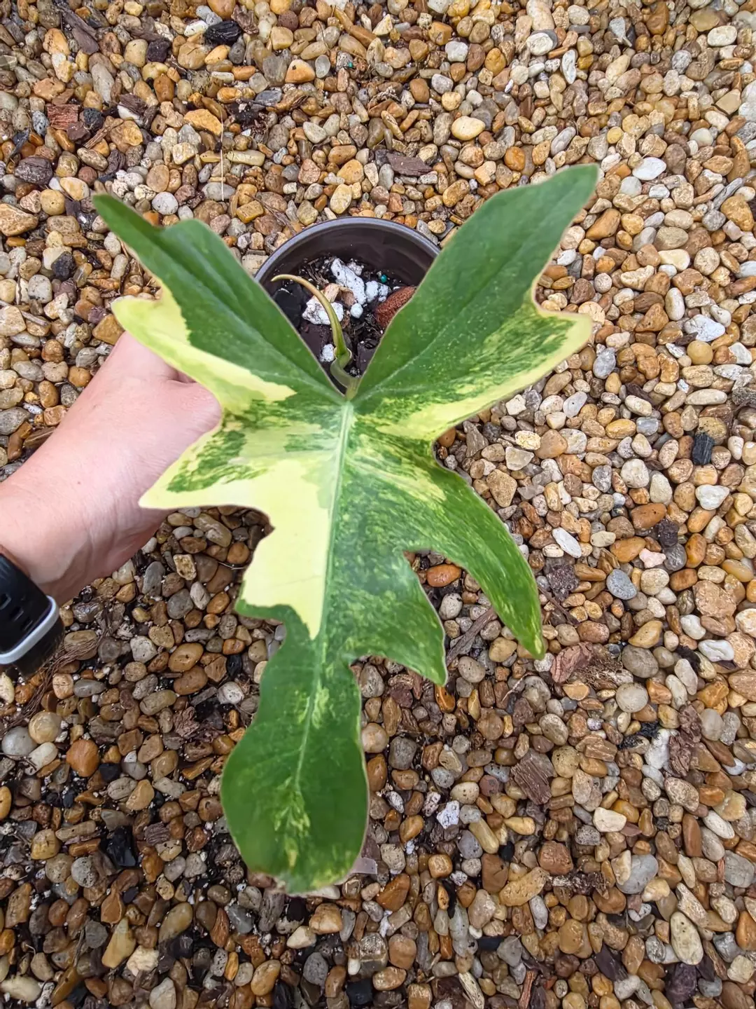Variegated Philodendron Florida Beauty x Mayoi thumbnail