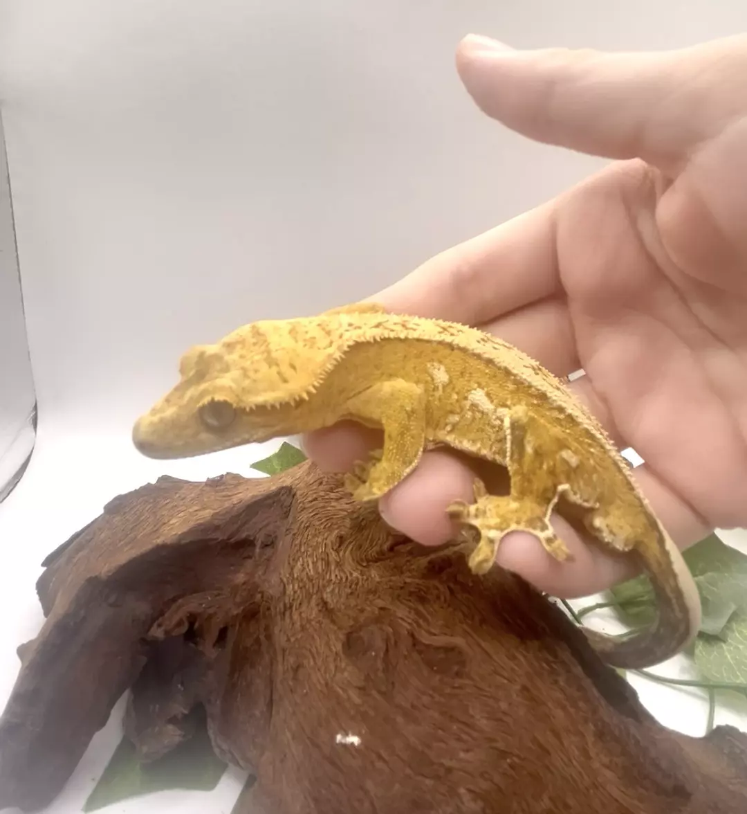 Cashew - Vibrant Yellow Harlequin Quadstripes thumbnail