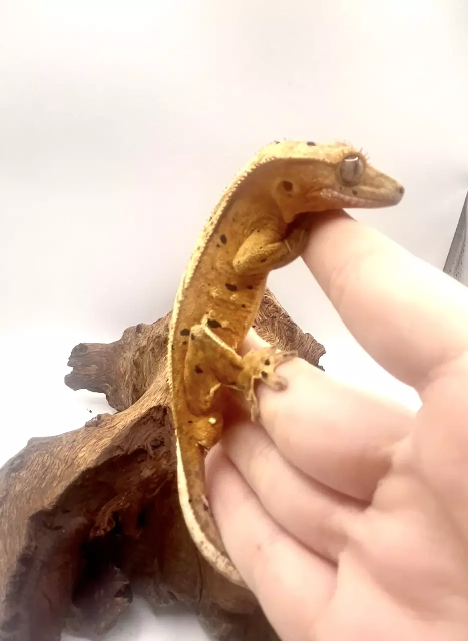 Cold Brew - Yellow-Base Ink Spot Dalmation thumbnail