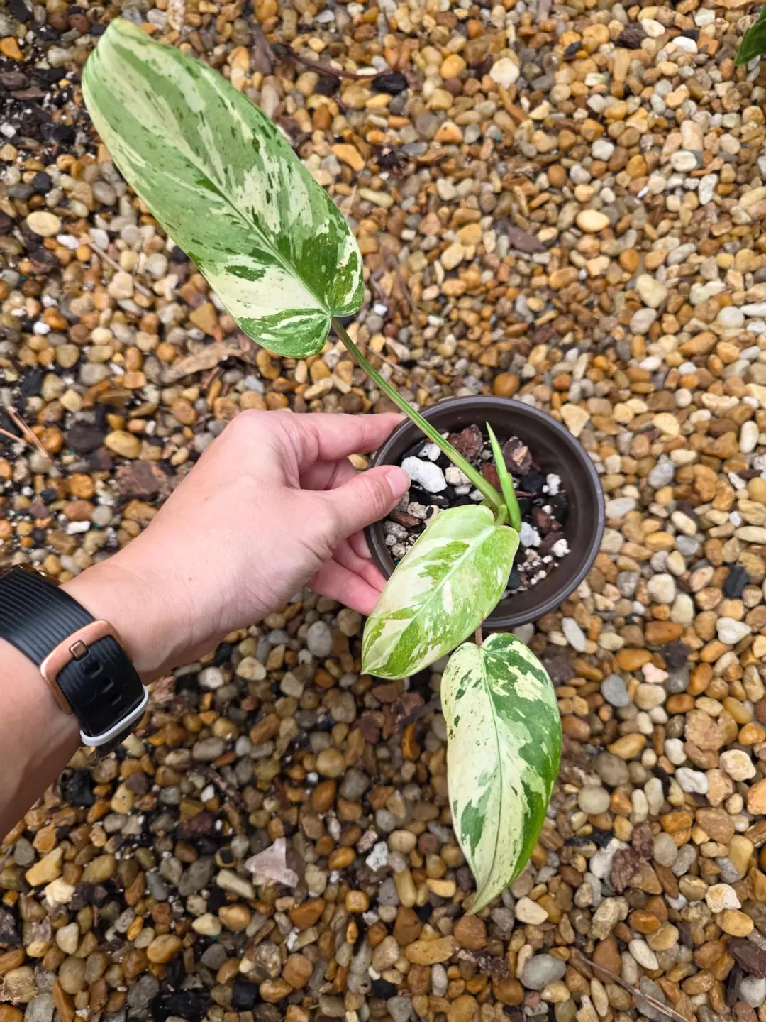 Variegated Philodendron Emerald Queen #1 thumbnail