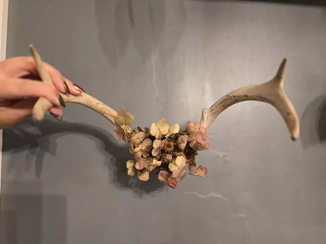 Deer Antler with Cap thumbnail