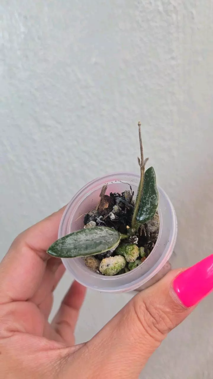 Hoya Lyi Prism (silver) #D 3041 thumbnail