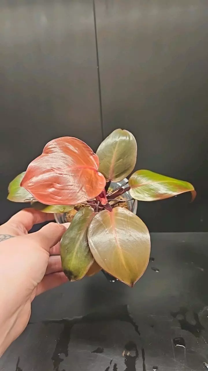 Philodendron Prince of Orange thumbnail