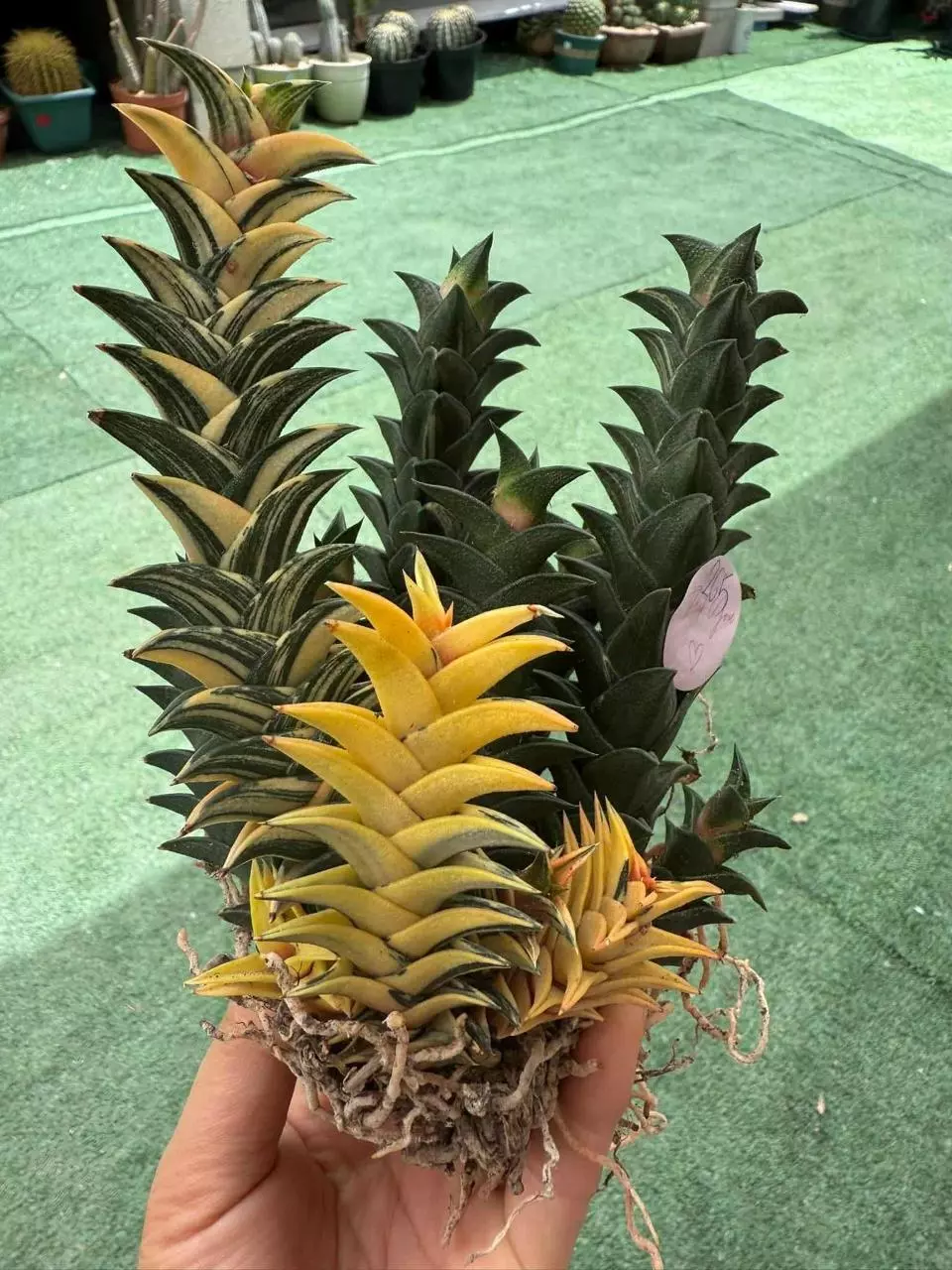 Haworthia viscosa variegated thumbnail