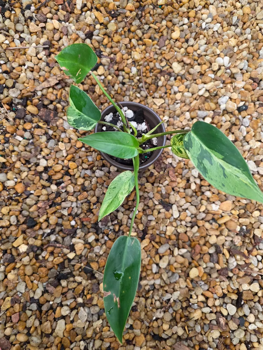 Variegated Philodendron Emerald Queen #2 thumbnail