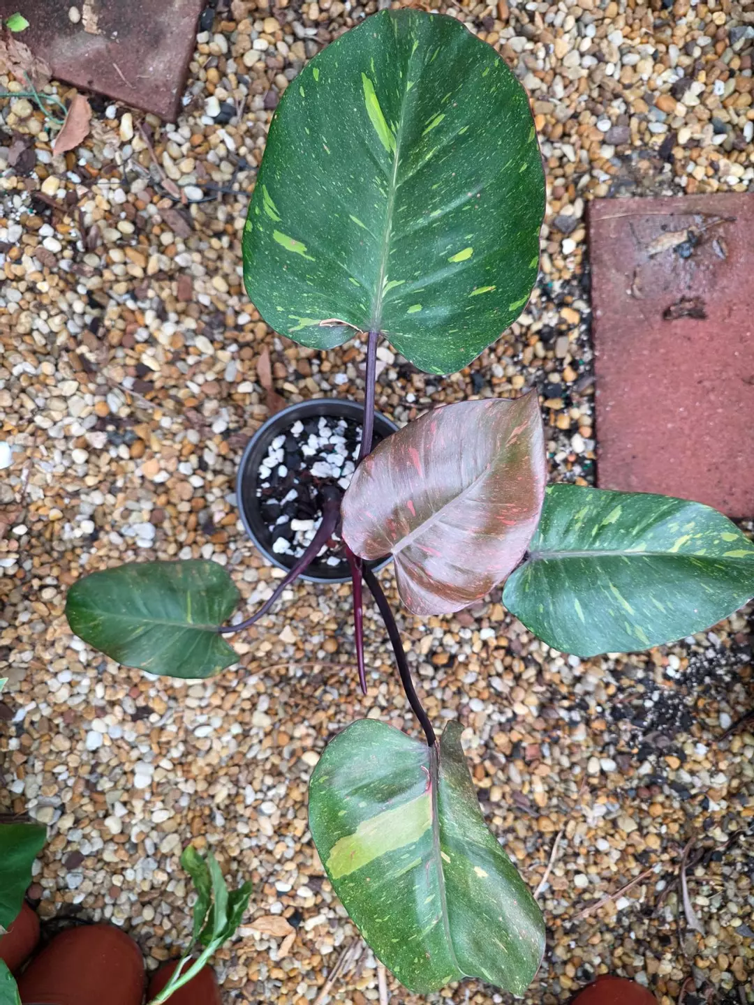 Variegated Philodendron Orange Princess thumbnail