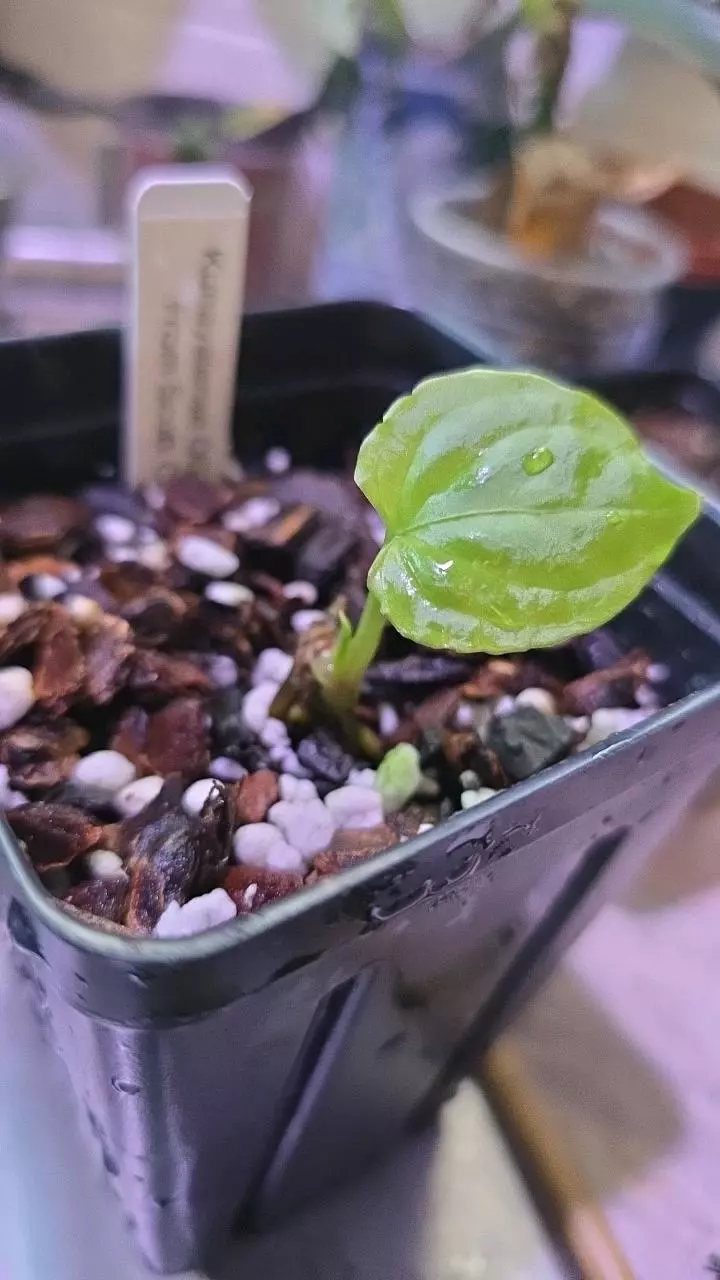 KUNAYALENSE OG1 X OG2 FROM SCOTT COHEN thumbnail