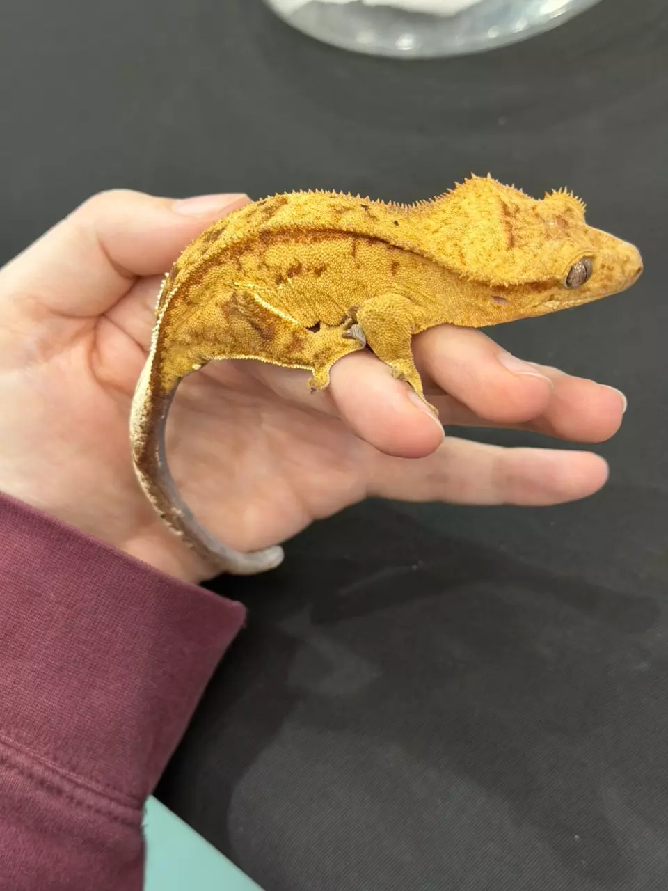 Chiclet - Yellow Reverse Pinstripe thumbnail