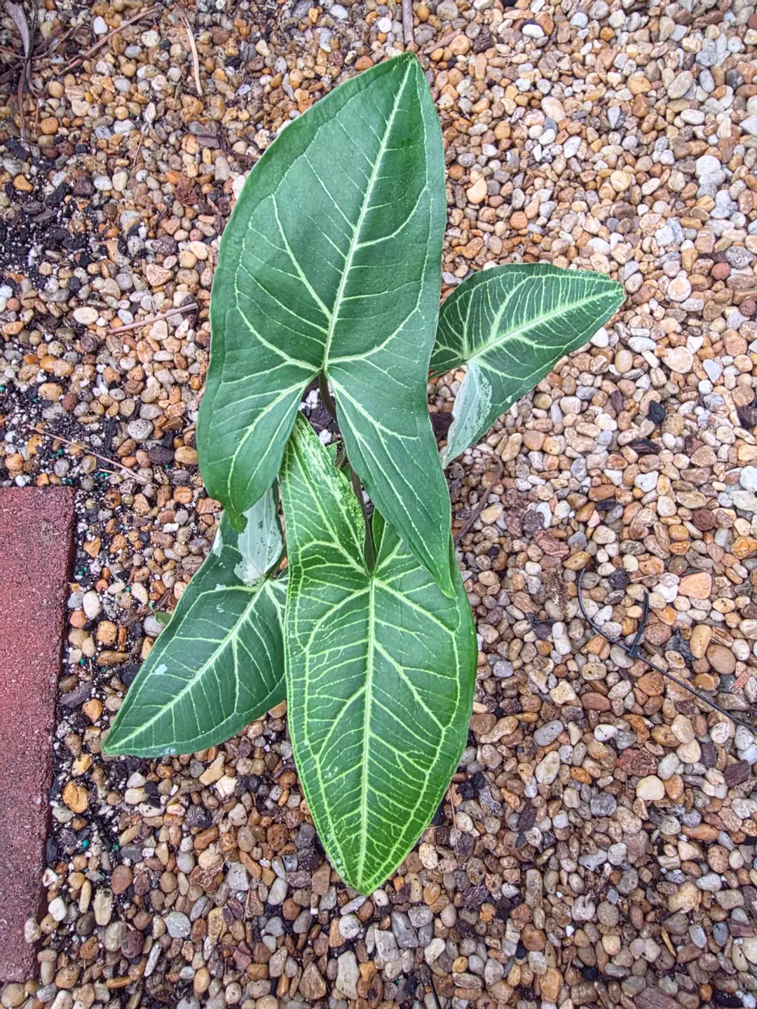 Syngonium Batik Mint #1 (possibly reverting) thumbnail