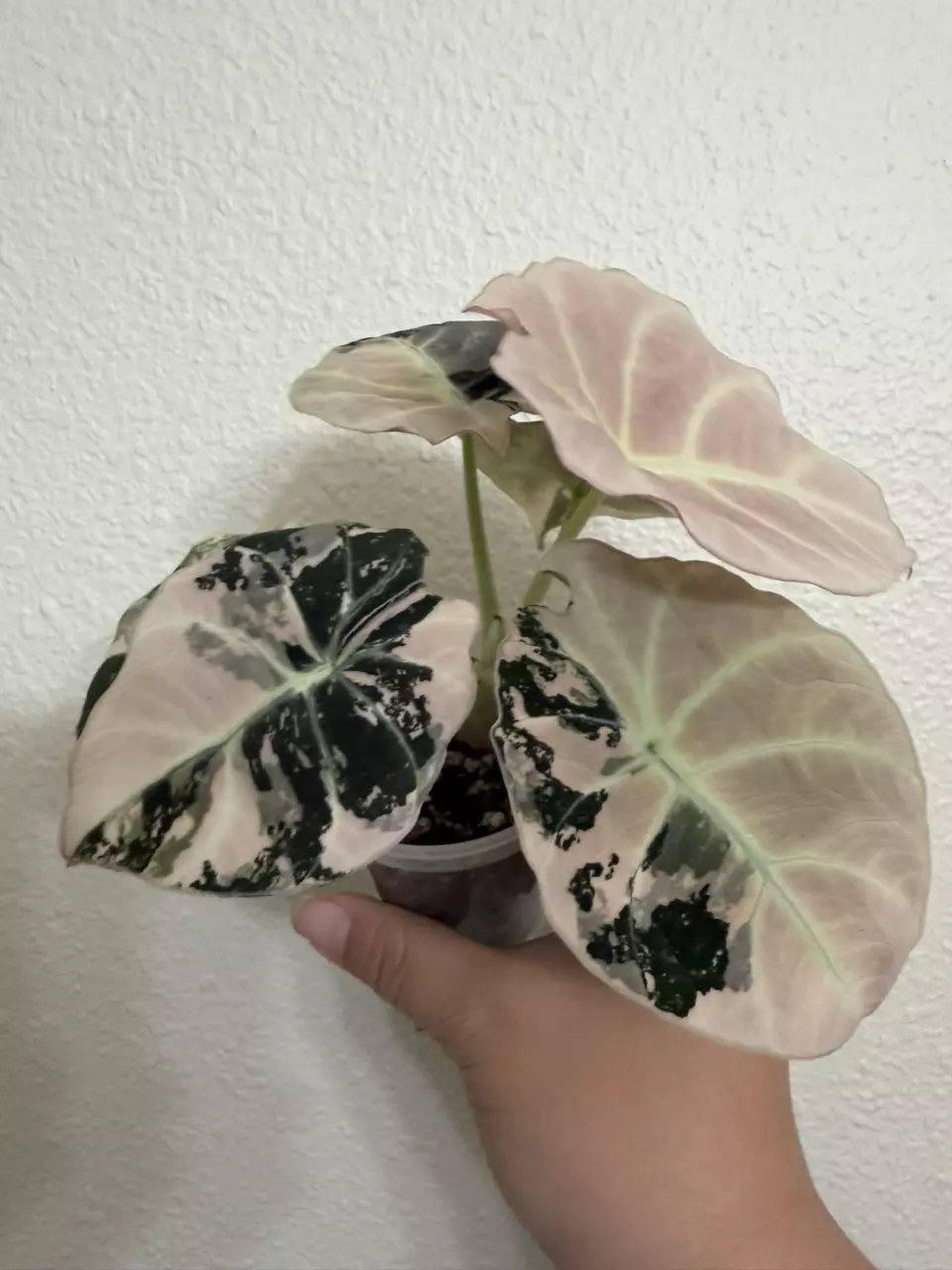Alocasia Pink Black Velvet thumbnail
