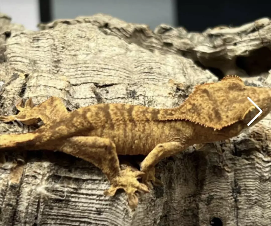 Bucket - Tiger Possible Het Axanthic thumbnail