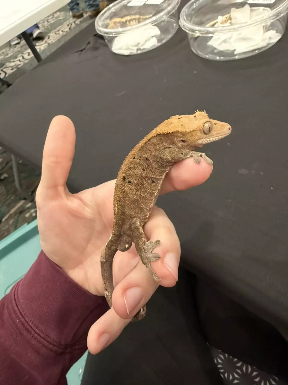 Cappie - RCK Cappuccino Dark Tiger Male thumbnail