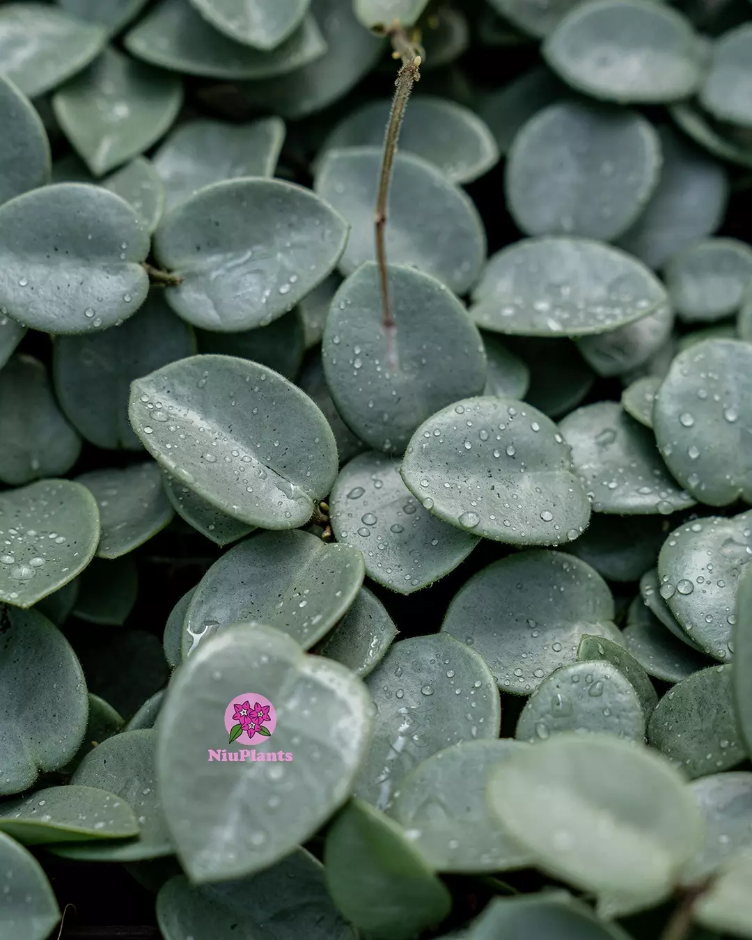 Hoya Grey Fairy Cuttings 1 NODE 2 LEAF UNROOTED CUTTING thumbnail