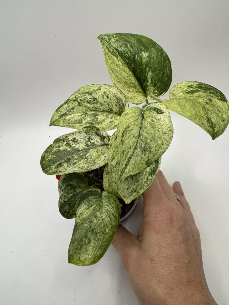 Scindapsus Silver Splash Variegated thumbnail