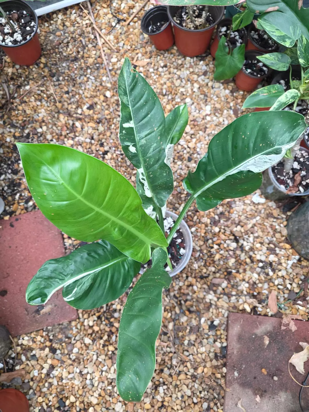 Variegated Philodendron Orlando thumbnail