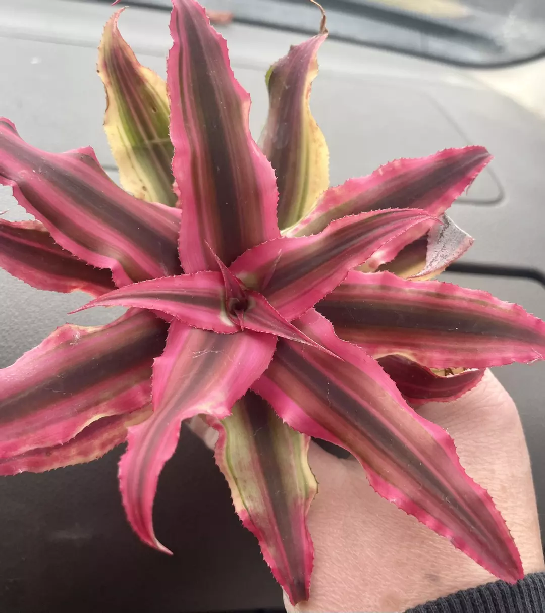 Crypanthus thumbnail