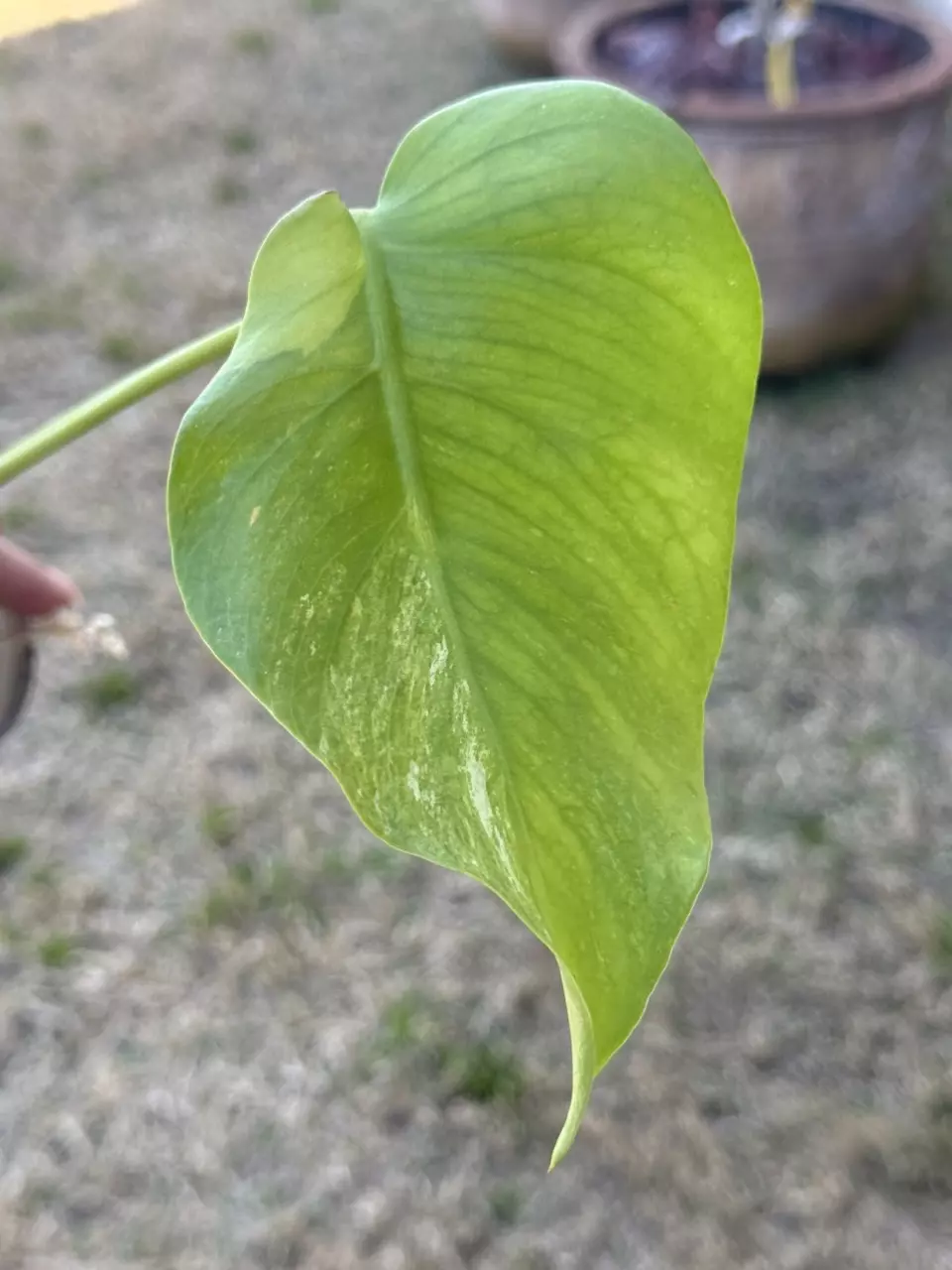 🌿 Monstera NoId thumbnail