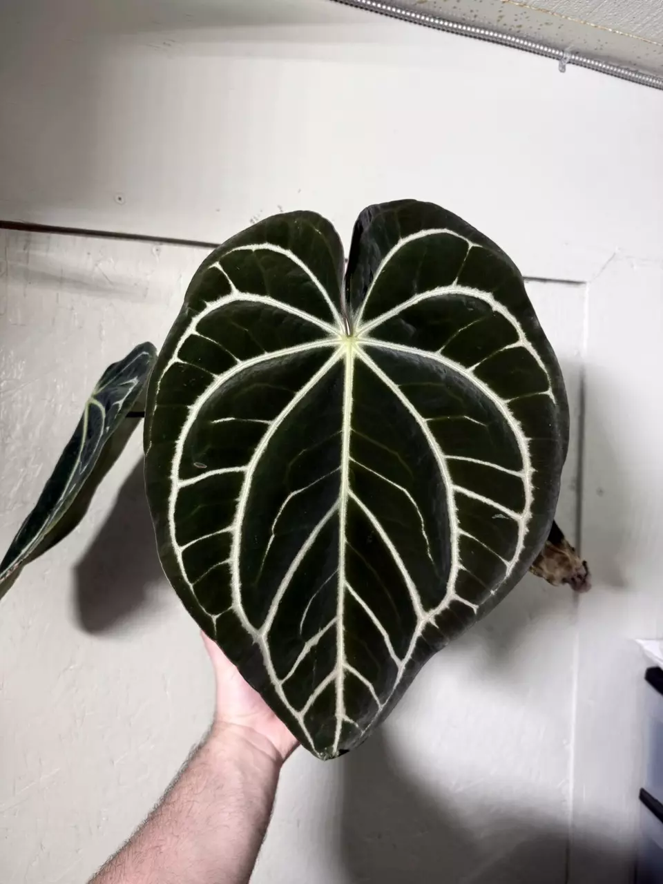 Carla x BVEP Seedlings thumbnail