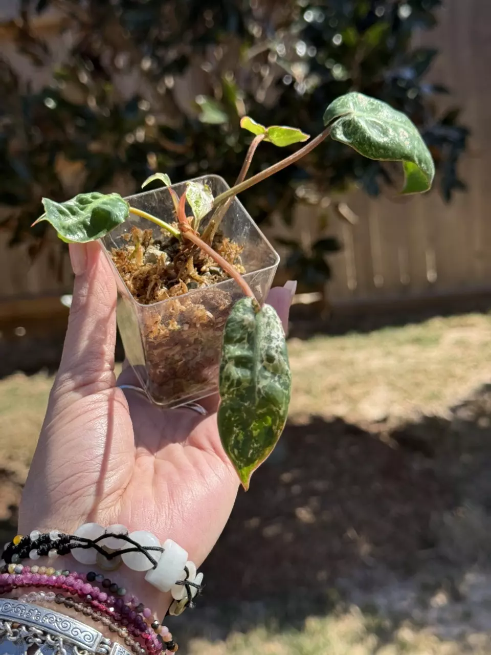 🌿 Philodendron Billietiae Albo Variegated mutation thumbnail