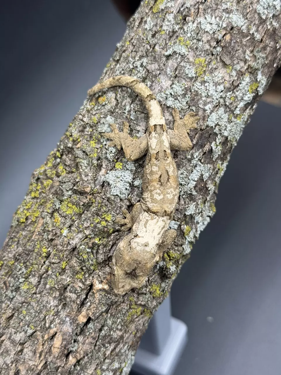 CH25-103 - SLEZ - High Color White Collar PI Chahoua - NPV 8.4g thumbnail