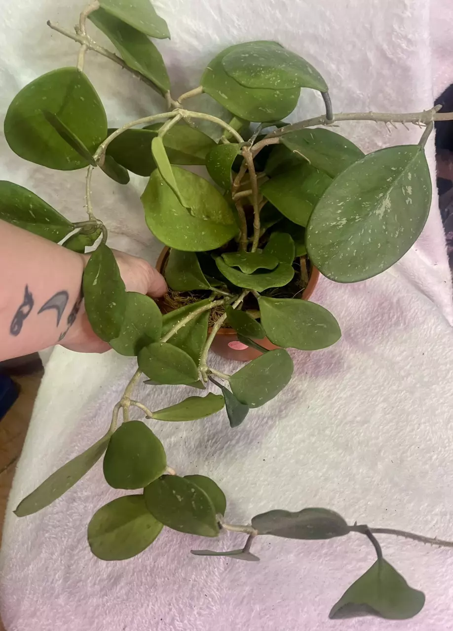 Hoya obovata splash thumbnail