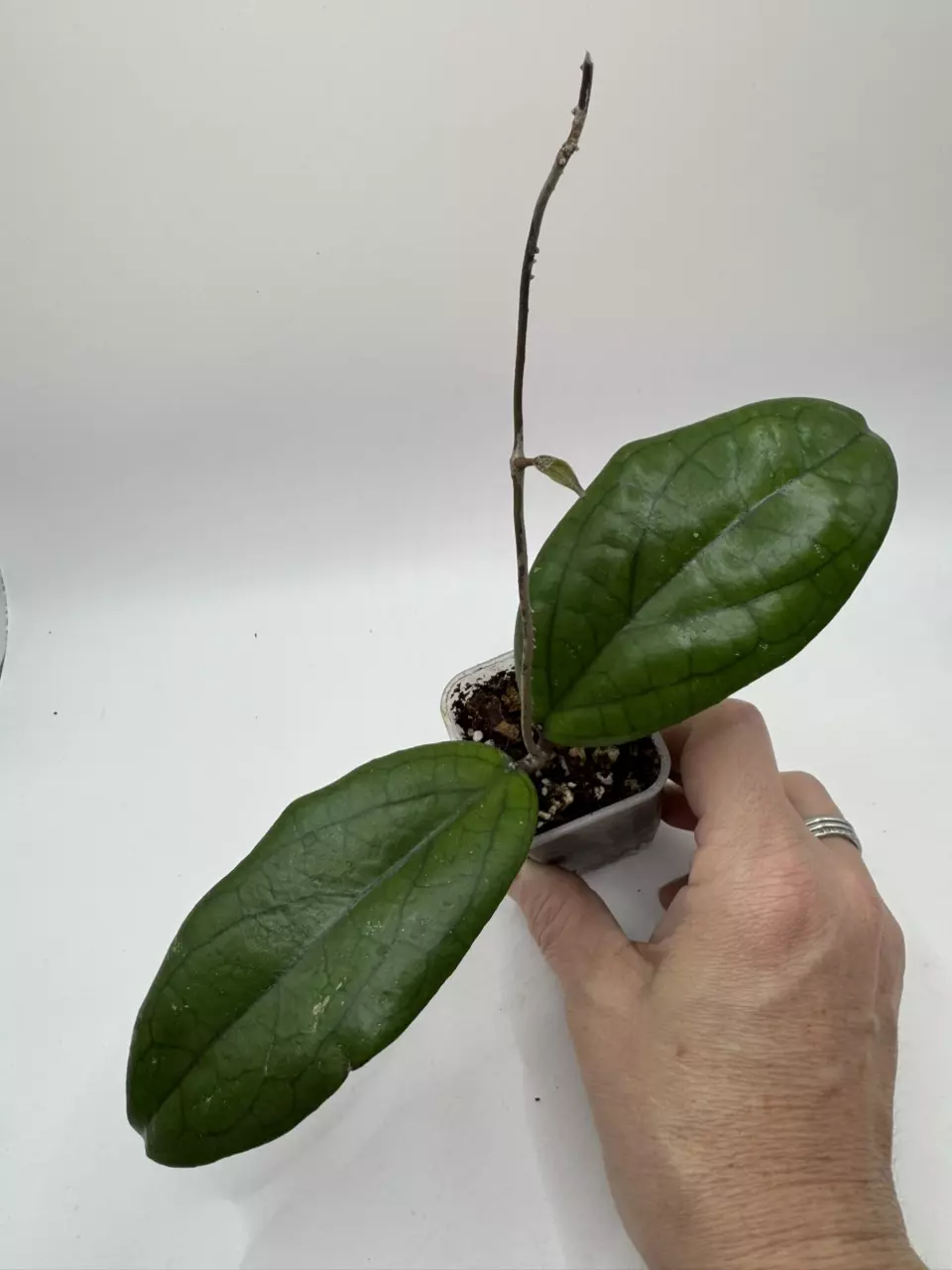 Hoya Spring Rabbit thumbnail