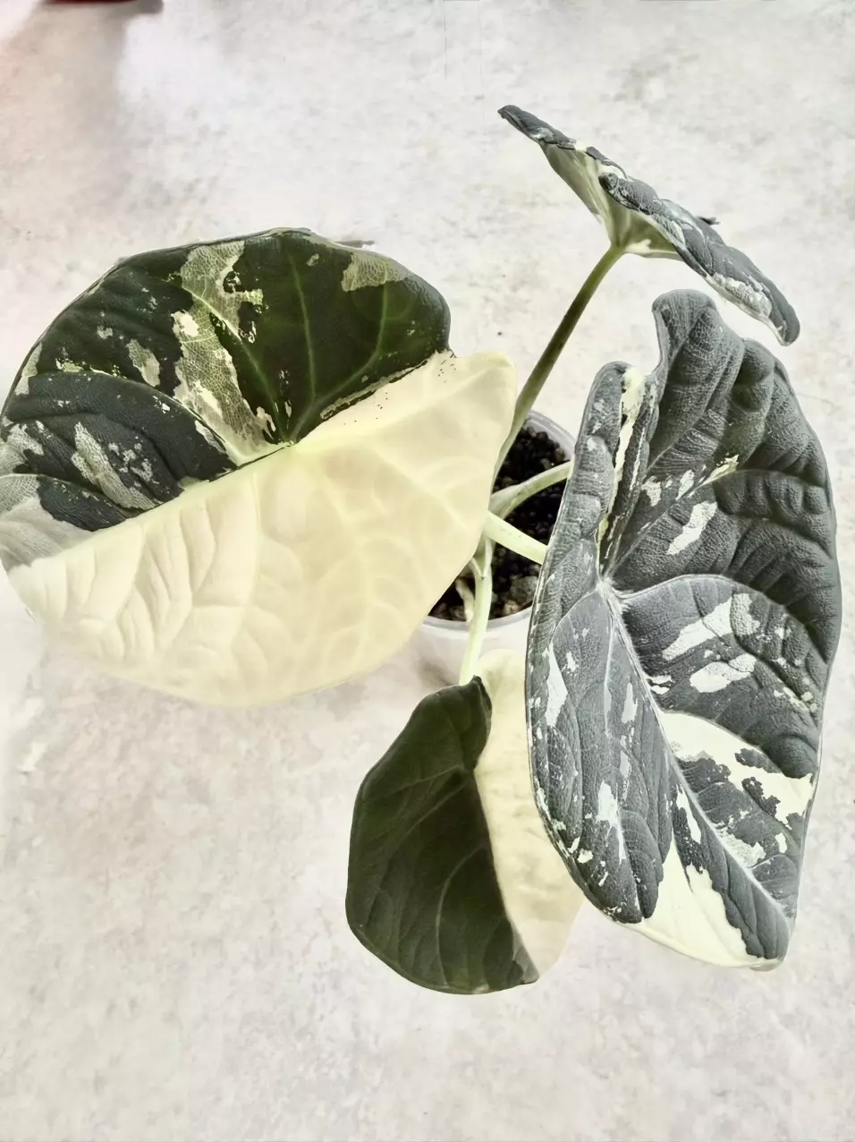 Alocasia Maharani Albo sprouted corm thumbnail