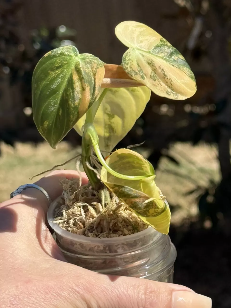 🌿 Philodendron Melanochrysum Orange Variegated thumbnail