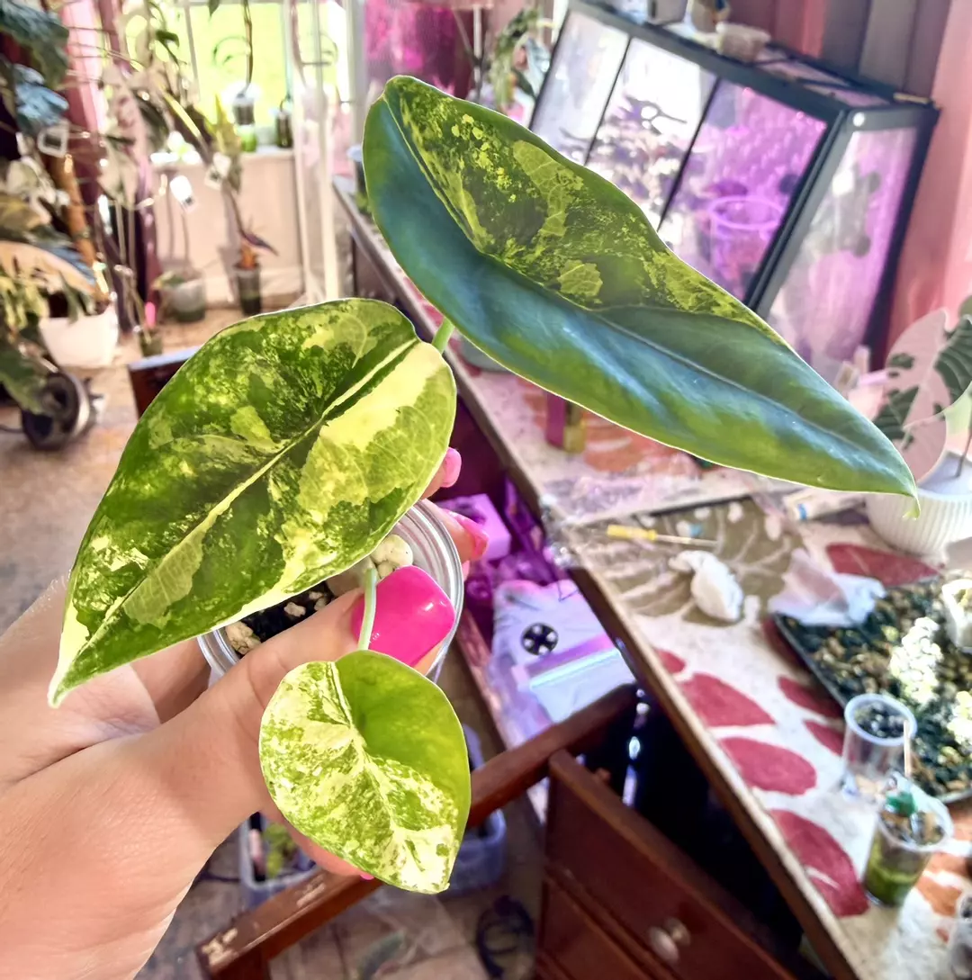 Variegated Venusta Alocasia thumbnail