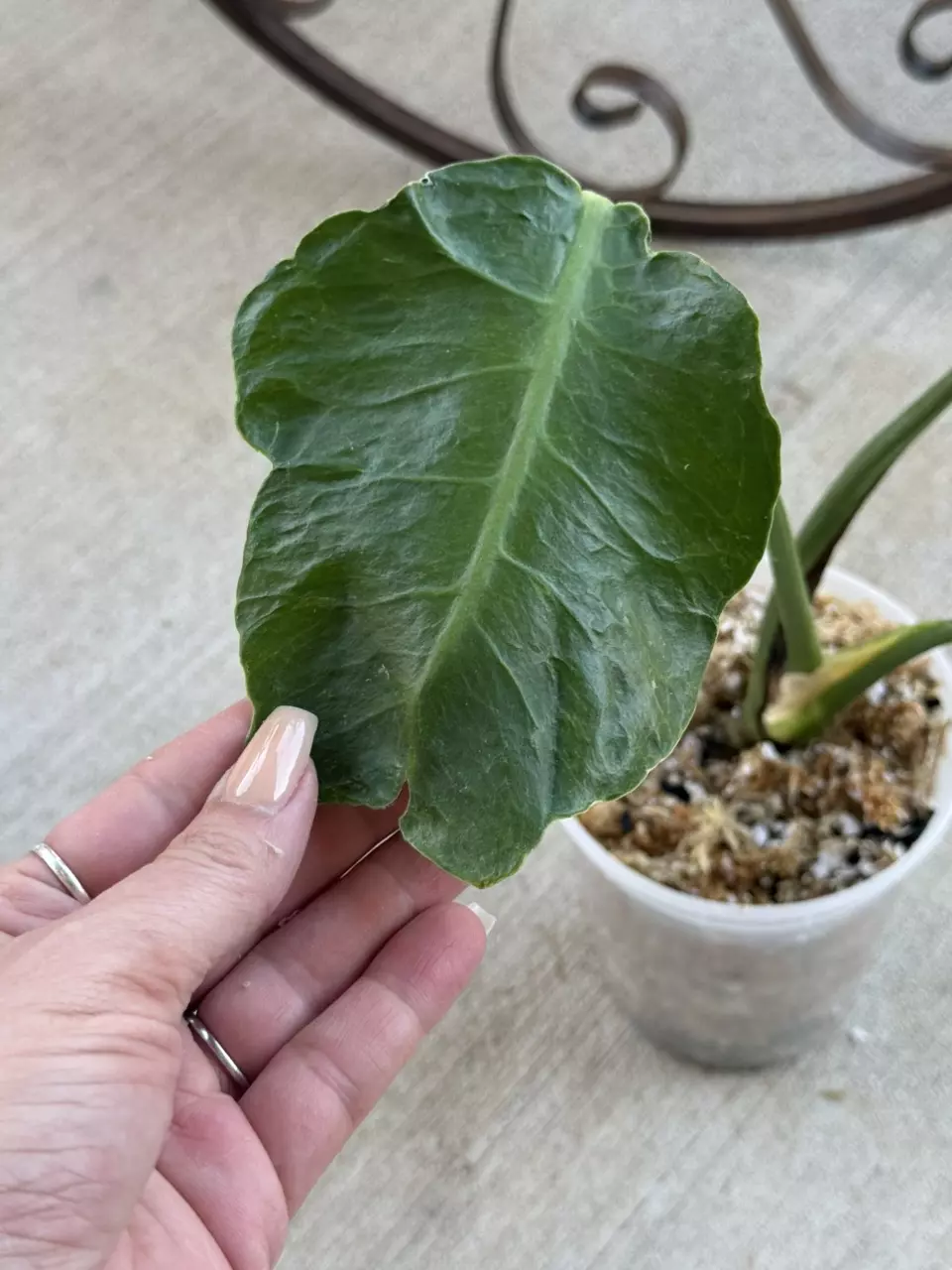 🌿Monstera Zombie thumbnail