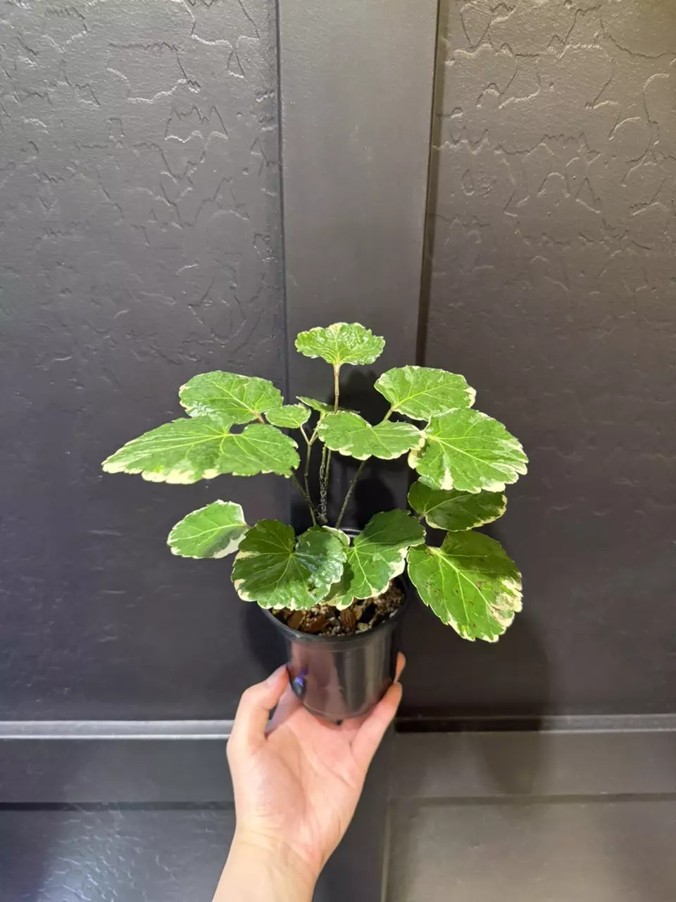 Variegated Aralia ‘Balfouriana’ #1 thumbnail