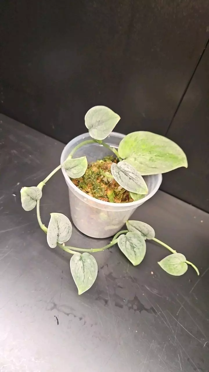 Scindapsus Snow Freckle thumbnail