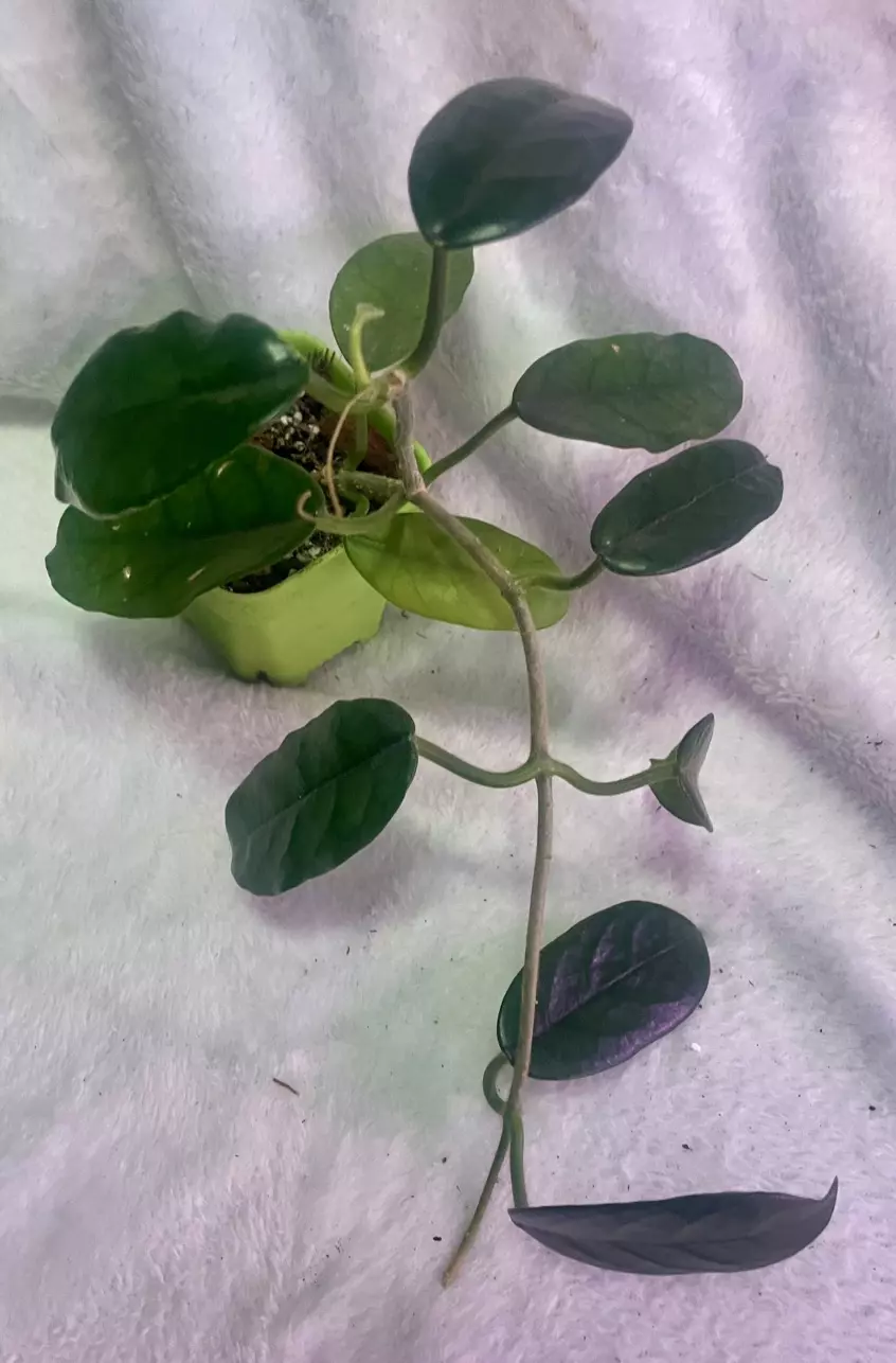 Hoya villosa thumbnail