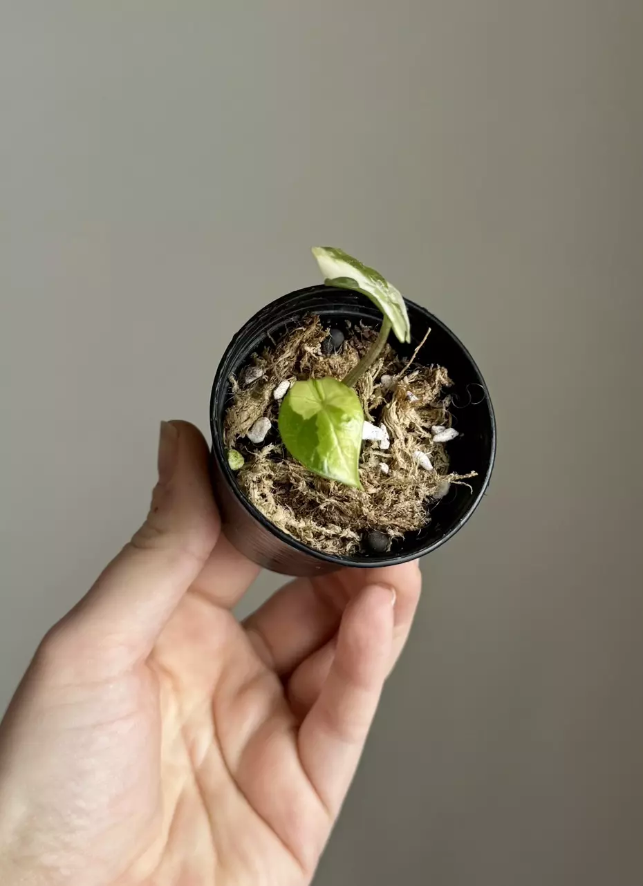 Alocasia Scalprum Lava thumbnail