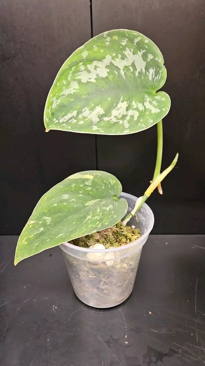 Scindapsus Exoctica NoId thumbnail