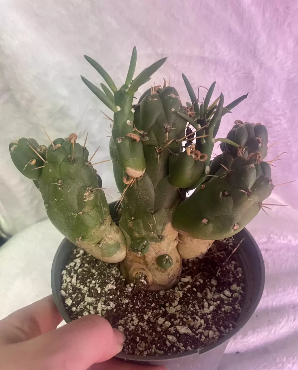 Gumby cactus thumbnail