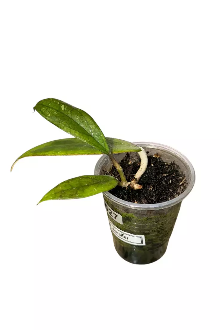 Hoya Jennifer #627 thumbnail