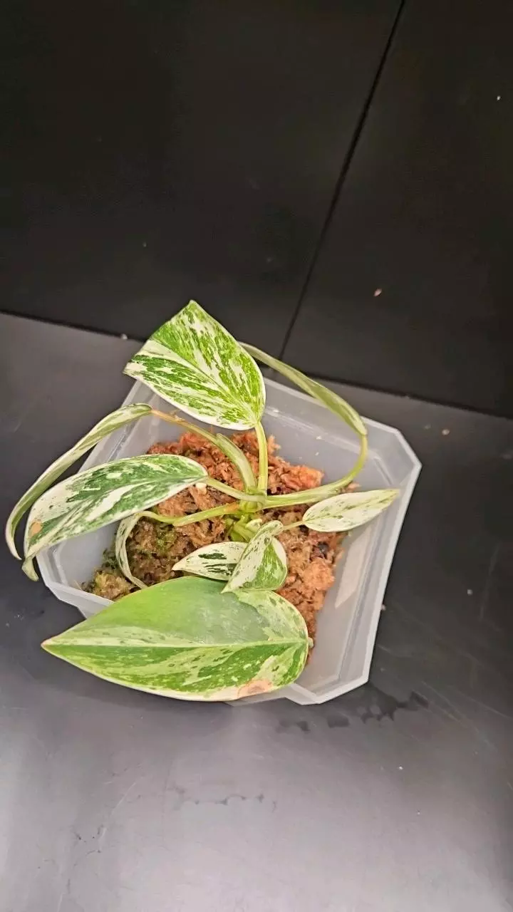 Philodendron Emerald King thumbnail