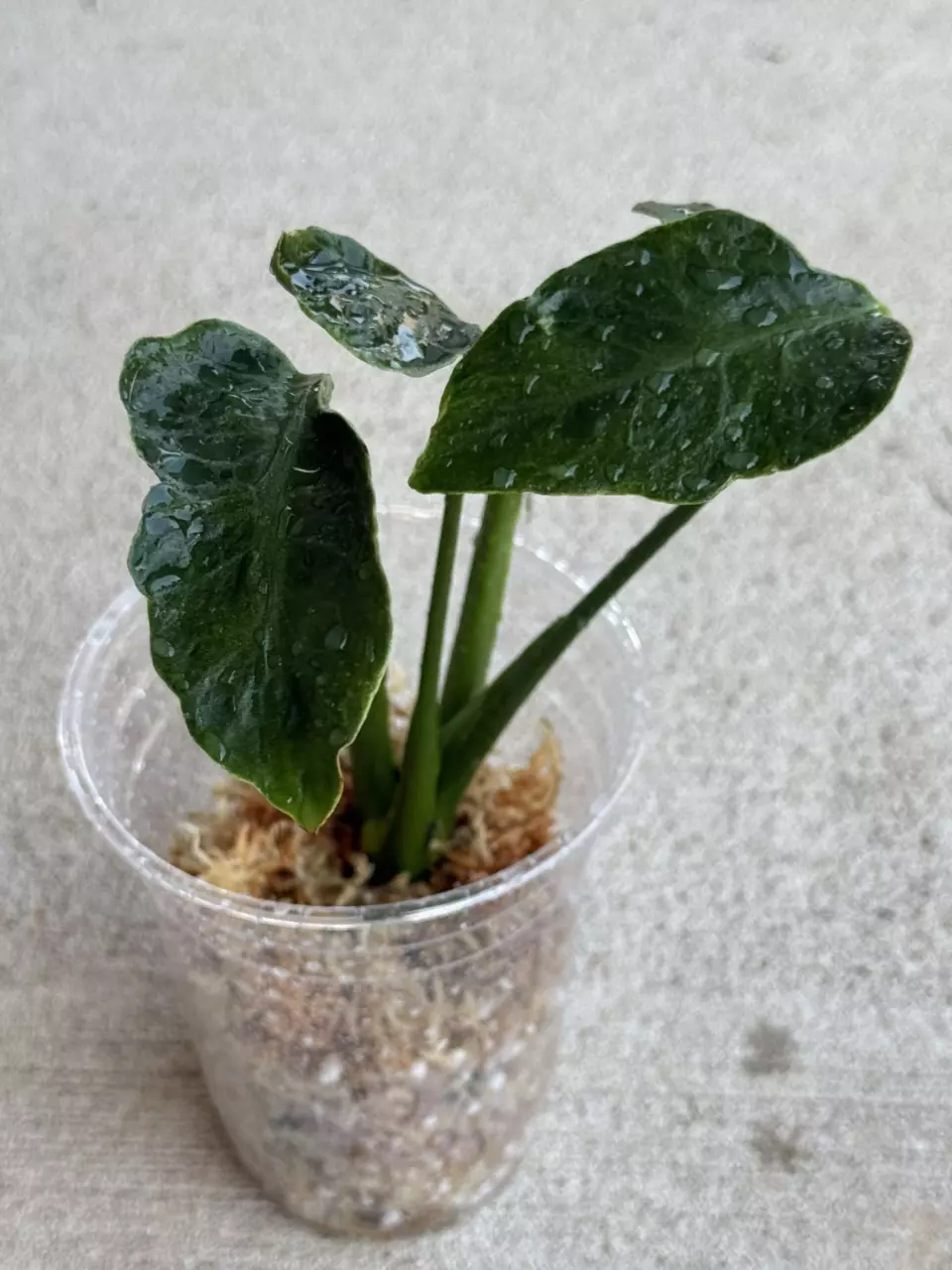 🌿 Mosntera Zombie thumbnail