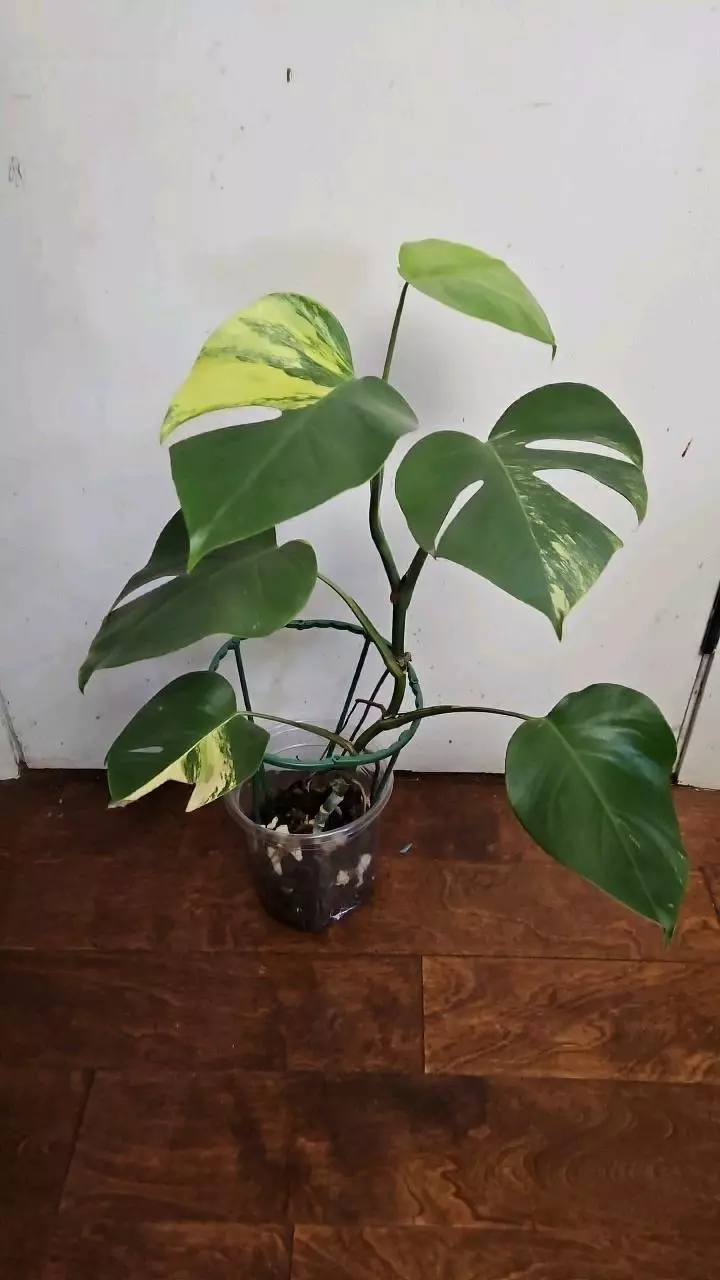 Monstera Aurea thumbnail