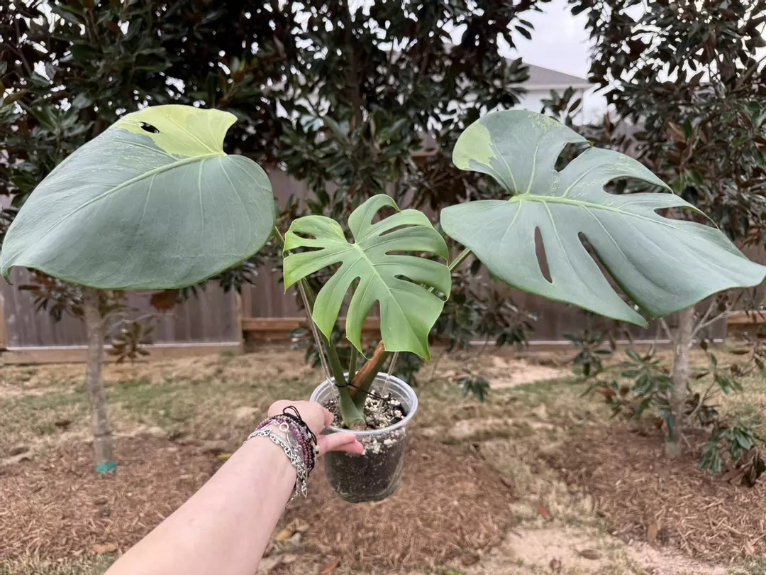 🌿Monstera Lemon Mint thumbnail