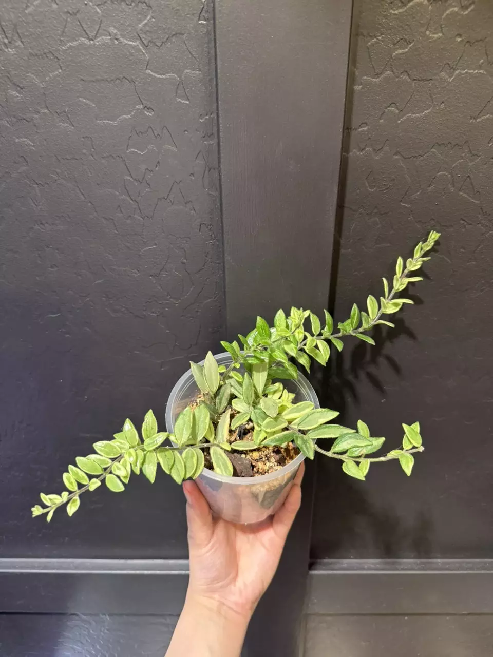 Lipstick Aeschynanthus 'Bolero Bicolor' thumbnail