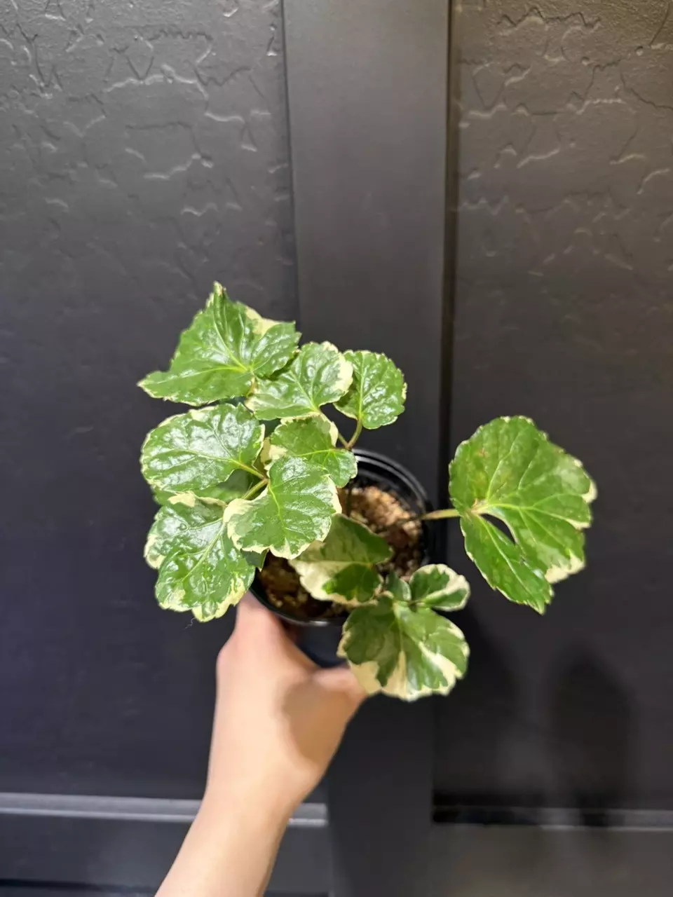 Variegated Aralia ‘Balfouriana’ #2 thumbnail