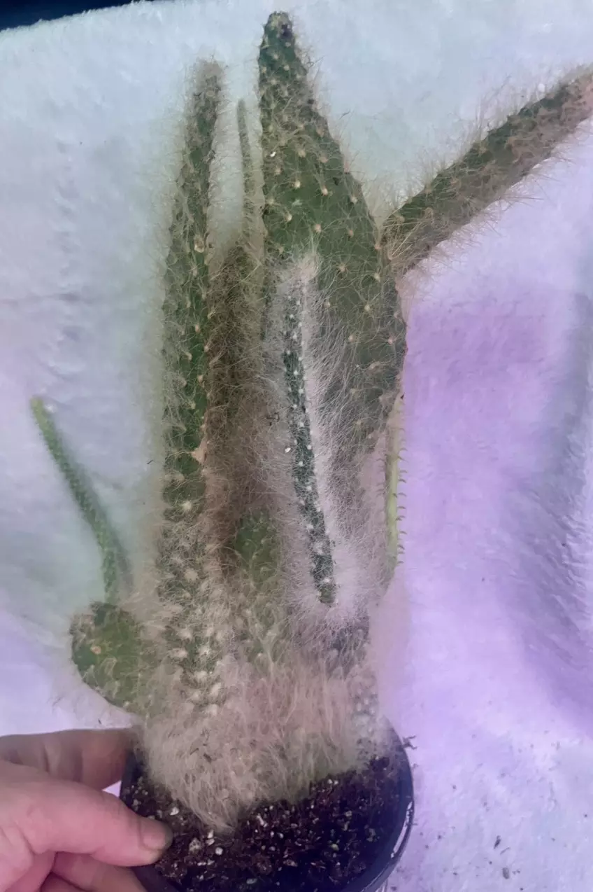 Prickly pear snow cactus thumbnail