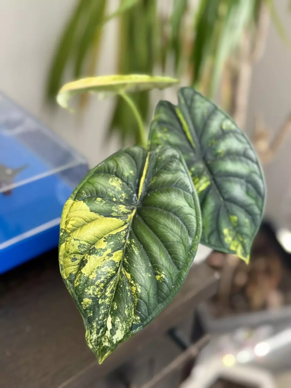 Alocasia Dragon Scale Aurea Corm thumbnail