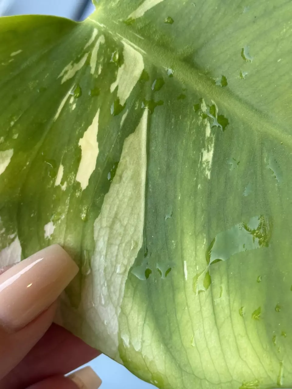 🌿Monstera NoId thumbnail