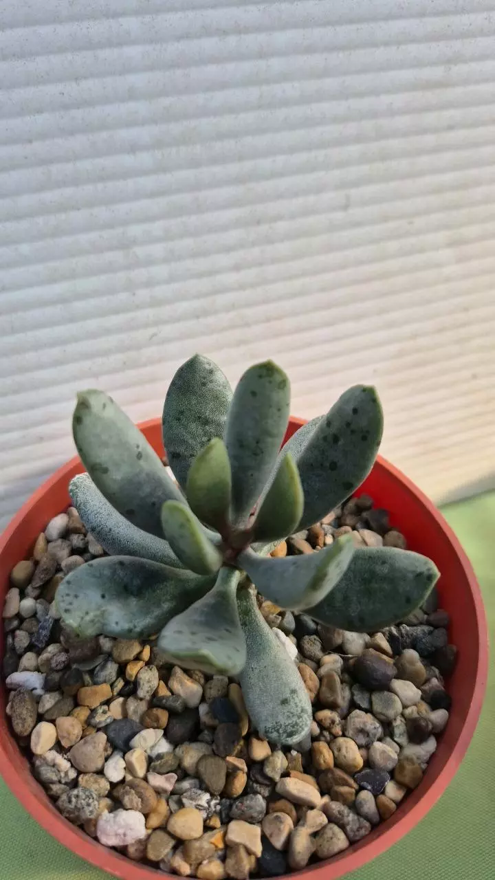 A6 Adromischus festivus thumbnail
