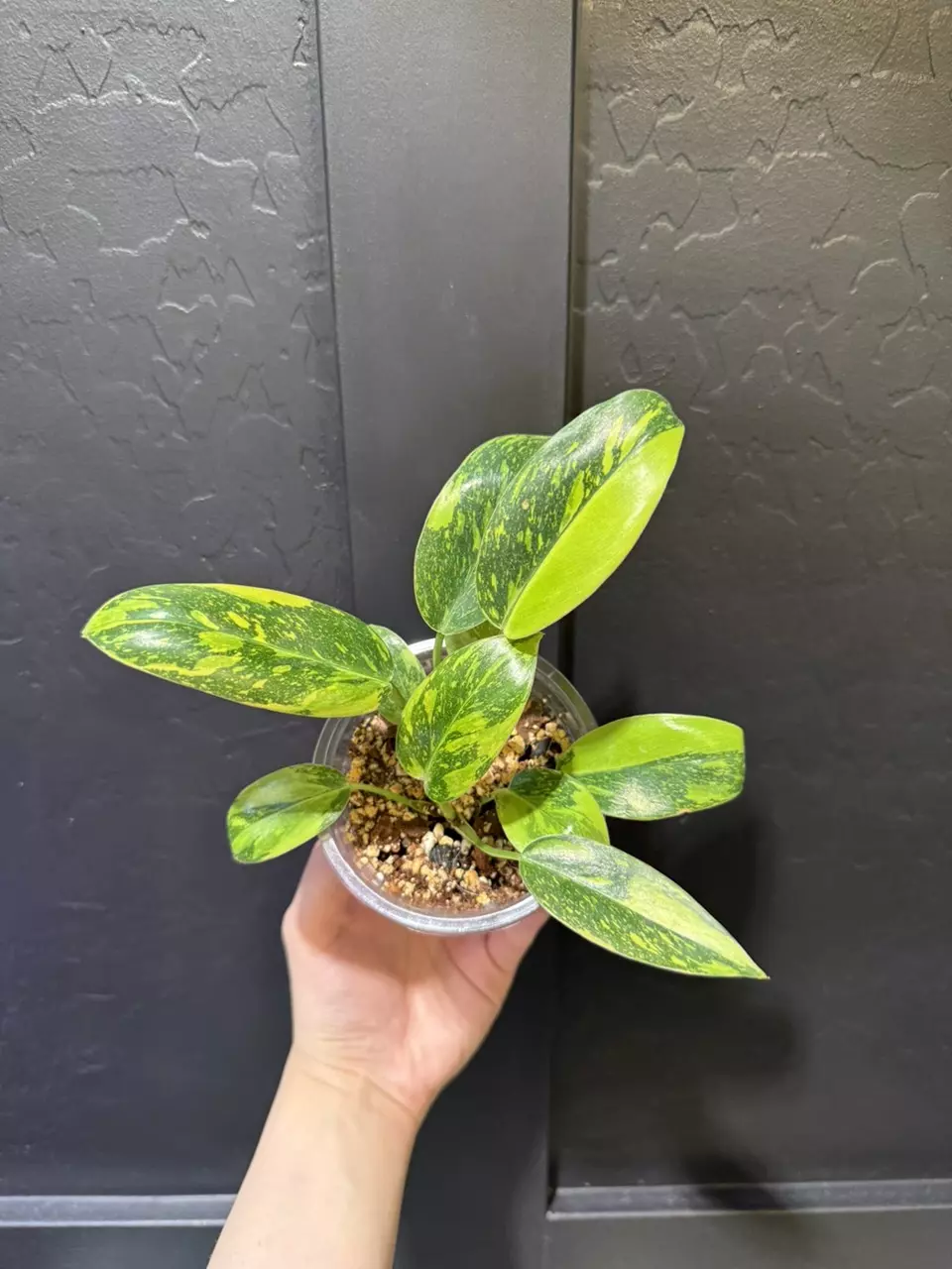 Philodendron ‘Green Congo Nuclear’ #1 thumbnail