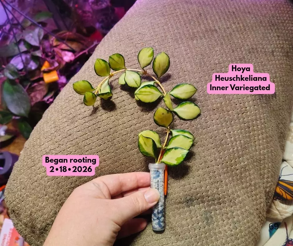 Hoya Heuschkeliana Inner Variegated thumbnail