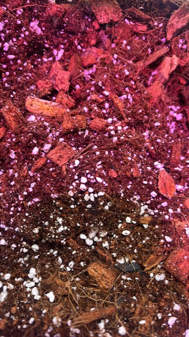 Homemade aroid soil thumbnail